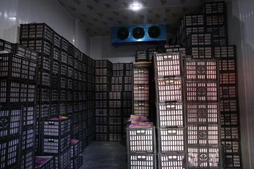 春節(jié)期間華南農(nóng)產(chǎn)品批發(fā)市場(chǎng)銷售創(chuàng)佳績，批發(fā)兼零售模式顯成效